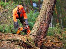 Best Tree Risk Assessment  in Duchesne, UT